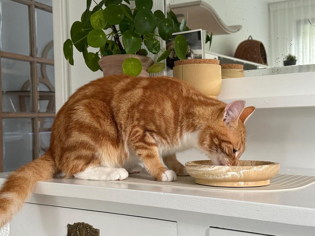 Katten & Voeding
