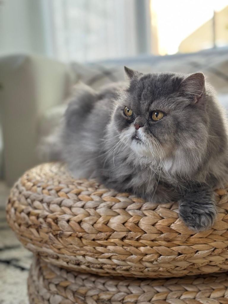 Seniorkatten