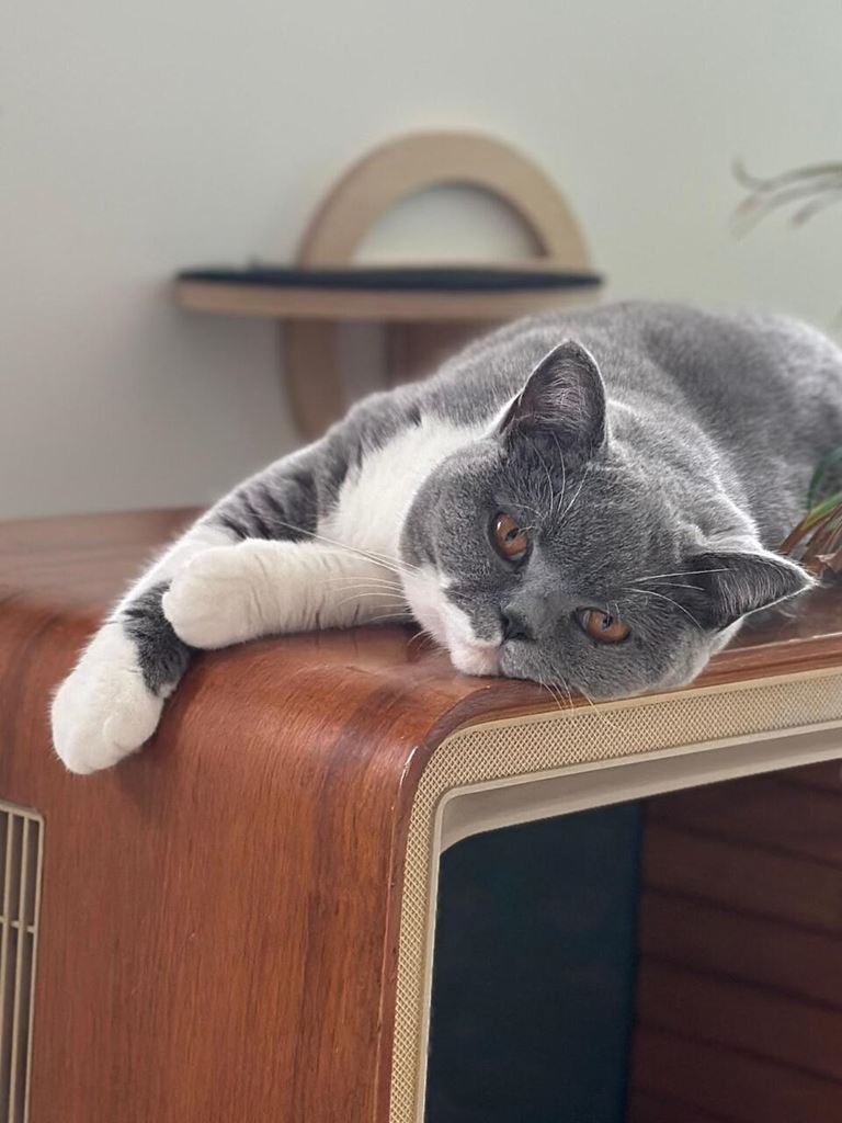 Happy Cats Bootcamp