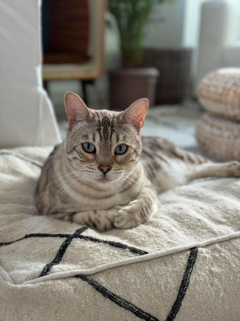 Verrijking voor katten