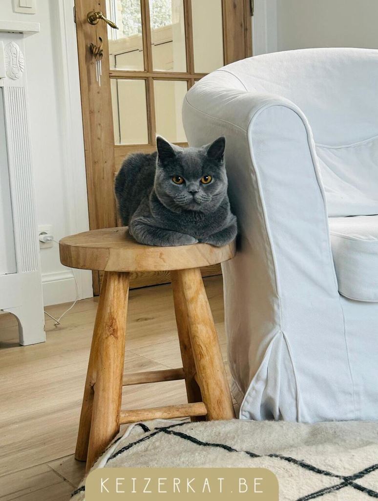 Maak je woning cat-proof