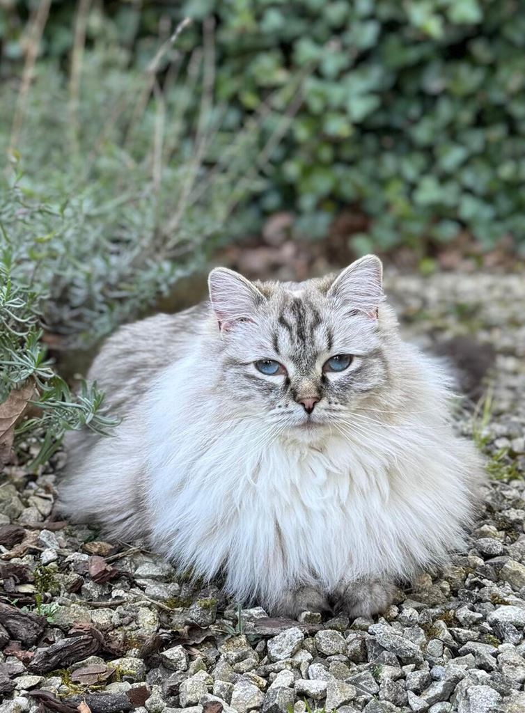 Hygiene bij katten