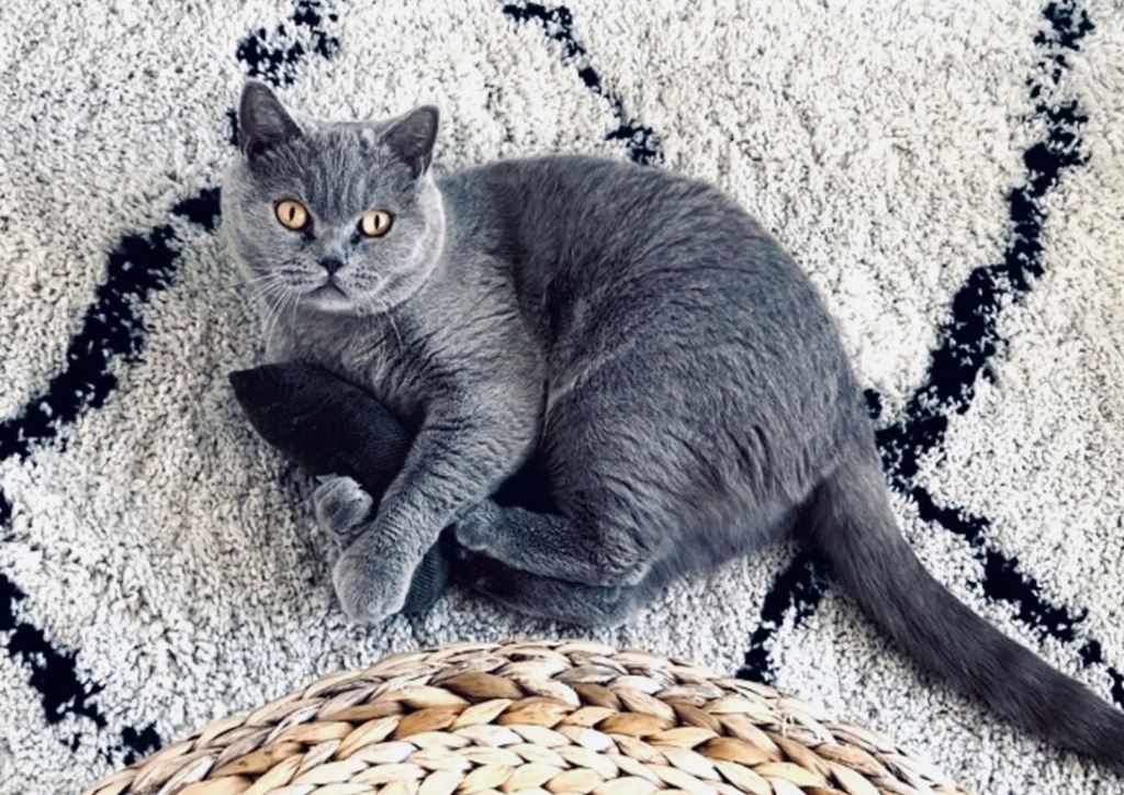 Maak de feestdagen helemaal compleet met een purrfect geschenk voor je kat