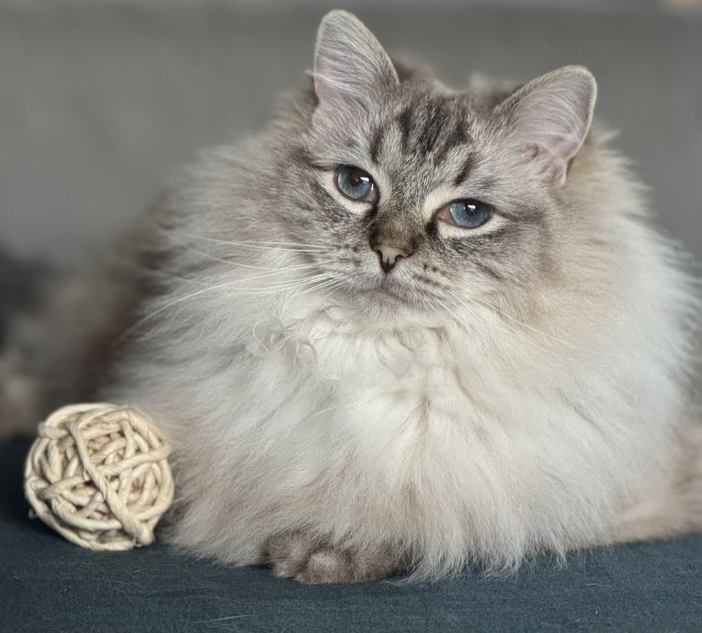 Maak de feestdagen onvergetelijk met een purrfect geschenkje voor je kat