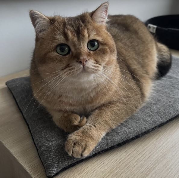 Massaproductie? NIET bij Keizer Kat!